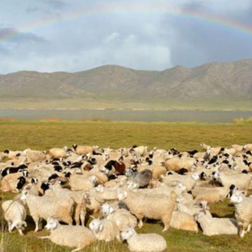 Обряды, связанные  с освящением скота у тувинцев