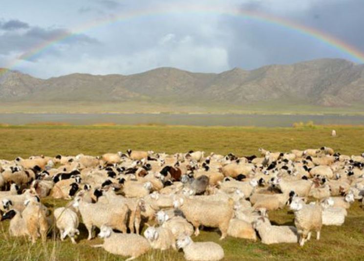 Обряды, связанные  с освящением скота у тувинцев